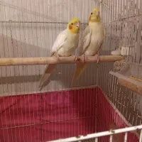 طوطی عروس هلندی لوتینو