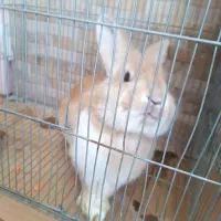 موش و خرگوش