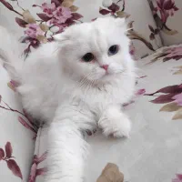 گربه پرشین اسکاتیش|گربه|تبریز, |دیوار