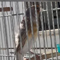 سره قناری دهن لر