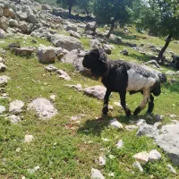 120000000|حیوانات مزرعه|ایذه, |دیوار