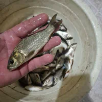 شیلات بچه ماهی کپور وفیتوفاک وامور   برون|ماهی|همدان, |دیوار