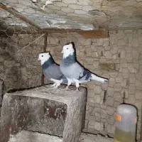 فروش نرو ماده شازده درج یک کاکلی|پرنده|اردکان, |دیوار