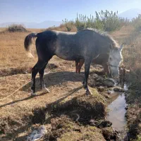 اسب یخته ۶ ساله