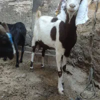 بز درشت پاکستانی|حیوانات مزرعه|مشهد, شهرک شهید باهنر|دیوار