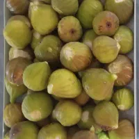انجیر ژاپنی