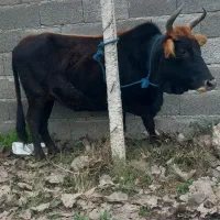 کاو چالوسی ۸ ماه شکم با برگه معاینه فروشی|حیوانات مزرعه|سنگر, |دیوار