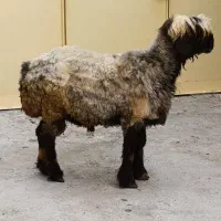 فروش قوچ گله