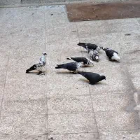 7عدد کبوتر|پرنده|قم, باجک یک|دیوار