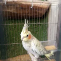 پرنده عروس هلندی و قناری مولد