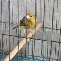 قناری سبز زیتونی مست