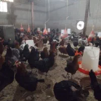 فروش مرغ جوان گلپایگانی تخم گذار ‌‌ به قیمت