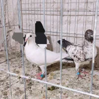 پابند کبوتر