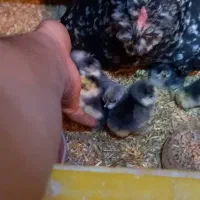 فروش تعدادی جوجه گلین طوسی وسیاه خال سوزنی زیرمرغی|حیوانات مزرعه|برازجان, |دیوار