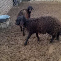 فروش دوتا بره ماده همو|حیوانات مزرعه|فیروزه, |دیوار