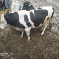 گوساله وگاو گوشتی نر وماده