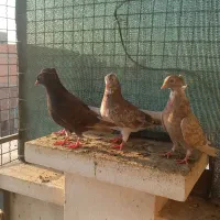 پرنده دم سفید کبوتر|پرنده|گنبد کاووس, |دیوار