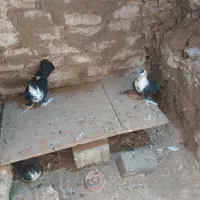 کفتر کلاغ خطی عالی