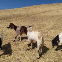 بزغاله نر|حیوانات مزرعه|دینور, |دیوار