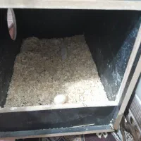 عروس هلندی ماده اماده|پرنده|زاهدان, |دیوار