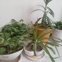 گل آپارتمانی