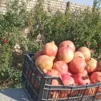 فروش باغ ، ۳۰۰ نتری، چهار دیواری، قم|فروش زمین و ملک کلنگی|سلفچگان, |دیوار