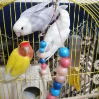 جوجه کوتوله|پرنده|فسا, |دیوار