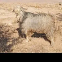 بزها دزدیده شده در بلداجی