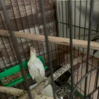 تعدادی عروس هلندی|پرنده|بندرعباس, |دیوار