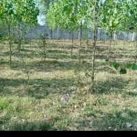 خدمات باغی چمن زنی علف زنی تمیز کردن علف هرز تمشک|خدمات باغبانی و درختکاری|رشت, یخسازی|دیوار