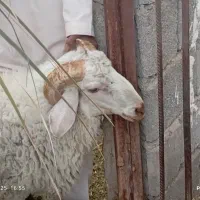 فروش دو عدد گوراند     مهرستان|حیوانات مزرعه|مهرستان, |دیوار