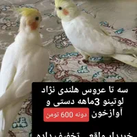 عروس هلندی لوتینو جوجه یکماهه،  وجوجه سه ماهه|پرنده|مشهد, رسالت|دیوار