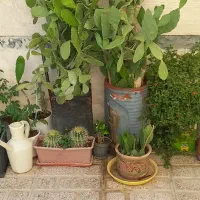دوتا کاکتوس بزرگ باهم 1500