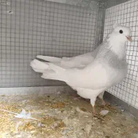 کفتر طوقی ابی فروش و معاوضه با قناری .سهره .یاسمین|پرنده|شیراز, کوشک میدان|دیوار