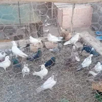کفتر پرشی درجه یک شکار