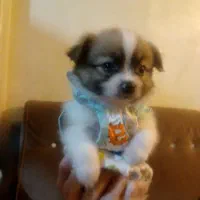 توله های پامر زیبا|سگ|محمدشهر, جعفرآباد|دیوار