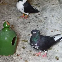 جفت شهری سیاه با جوجه|پرنده|شیراز, آبیاری|دیوار