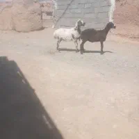 دوراس بره ماده واسه داشت