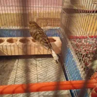 قناری نر خرامه