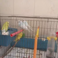 مرغ عشق|پرنده|اردبیل, |دیوار
