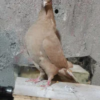 ماده دم سفید