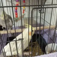 عروس هلندی نر وماده|پرنده|قدس, شهر‌قدس|دیوار