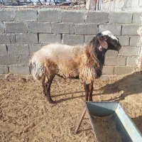 دو راس بره قوچ پلنگی و شال|حیوانات مزرعه|کوهدشت, |دیوار