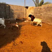 پازن گله و گوشتی|حیوانات مزرعه|بردخون, |دیوار