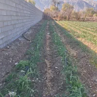باغ خفر  روستای کراده مزرعه گل نرگس و باغ