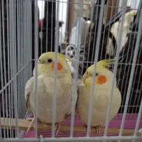 جفت مولد عروس هلندی