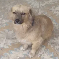 سگ پاکوتاه|سگ|تربت جام, المهدی|دیوار