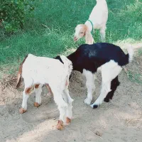 کهره شیری مناسب|حیوانات مزرعه|جیرفت, |دیوار