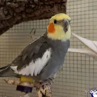 عروس هلندی گمشده