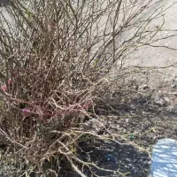 گل محمدی|گل و گیاه طبیعی|نیشابور, فضل|دیوار